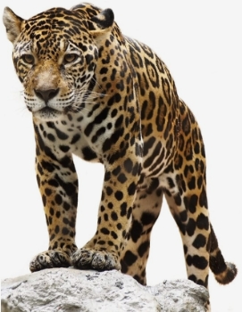 Développer <span>son leadership</span>