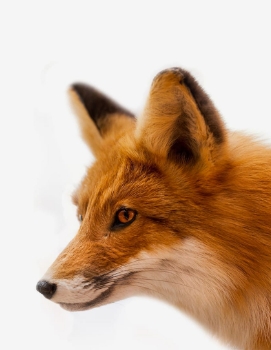 Aiguiser <span>son regard</span>